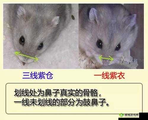 精品日本一线二线三线区别在:详细解析与探讨