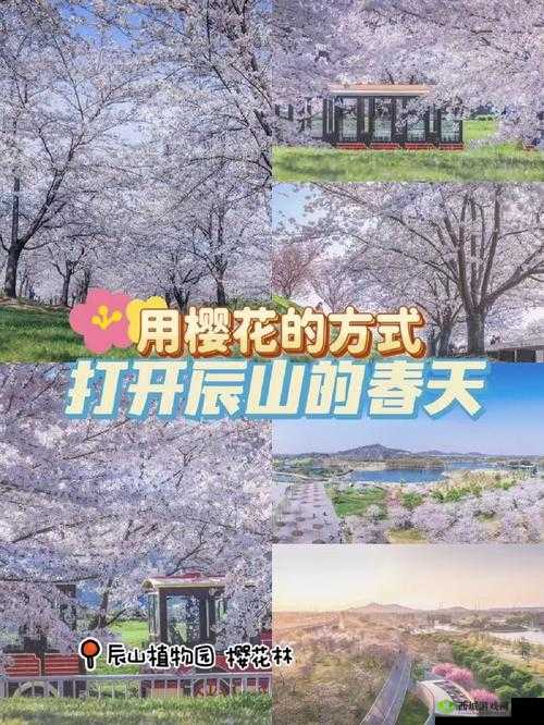 樱花官方入门网站:开启美妙樱花之旅
